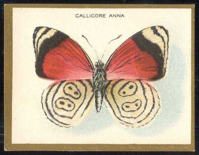 Callicore Anna